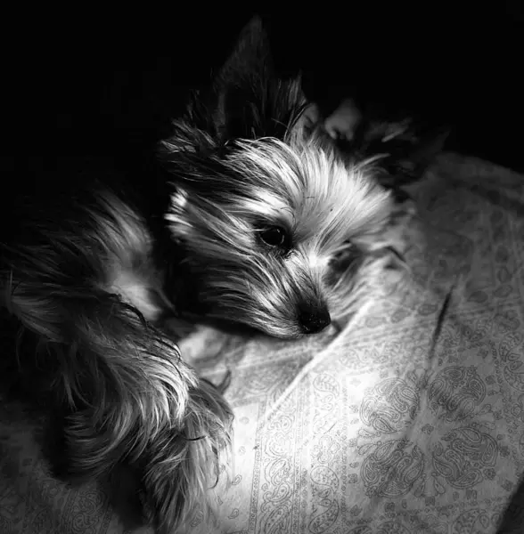 Makro fotoğraf hayvanı Yorkshire Teriyer köpek yavrusu. Stok fotoğrafı şirin Yorkie yavrusu.