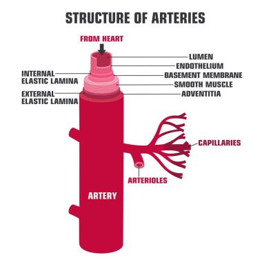Damarların, atardamarların ve kılcal damarların bilimsel ikonyapısını oluşturun. Damarlar ve atardamarlar bağlamındaki kesikte. Damarın yapısının gösterimi 