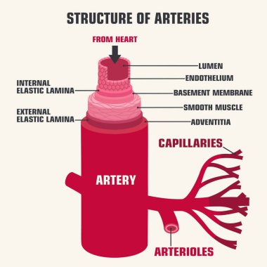 Damarların, atardamarların ve kılcal damarların bilimsel ikonyapısını oluşturun. Damarlar ve atardamarlar bağlamındaki kesikte. Damarın yapısının gösterimi 