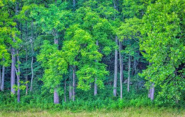 The forest at the edge of a Cades Cove meadow in the Great Smoky Mountains National Park demonstrates the gorgeous light greens of spring.  The Smokies are the most heavily-visited national park in the United States, and Cades Cove is the most popula