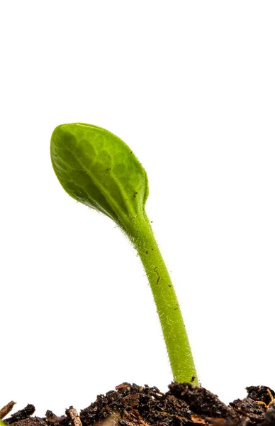 Gambar Vertikal Dari Squash Sprout Muda Terisolasi Dengan Warna Putih — Stok Foto