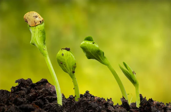 コピースペースと4成長する春の芽の水平ショット — ストック写真