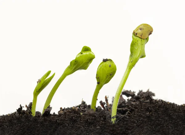 Horizontal Shot Four Young Plants Sprouting White Background Copy Space — Stock Photo, Image