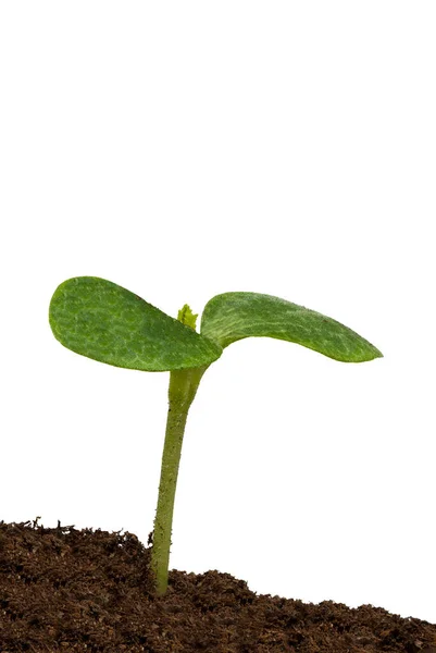 Vertical Shot Single Squash Sprout Dirt Isolated White Copy Space — Stock Photo, Image