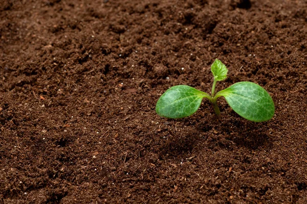 コピースペースのある土壌を移植する際の若いカボチャの芽の水平ショット — ストック写真