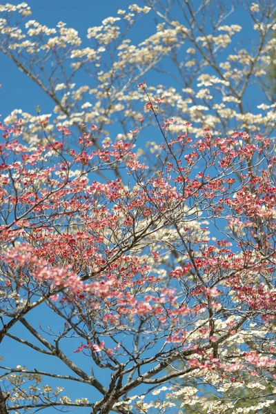 Вертикальный Кадр Розовых Белых Догвудов Переплетается Ясным Голубым Небом Весны — стоковое фото