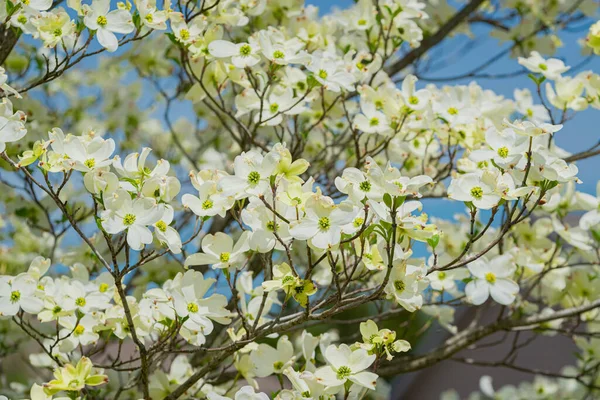 Горизонтальный Кадр Красивых Цветов Догвуда Весной — стоковое фото