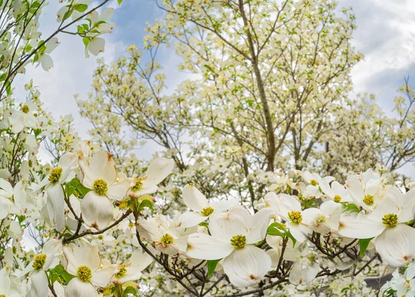 在多云的蓝天映衬下 一株白色花朵的大白杨在水平拍摄 — 图库照片