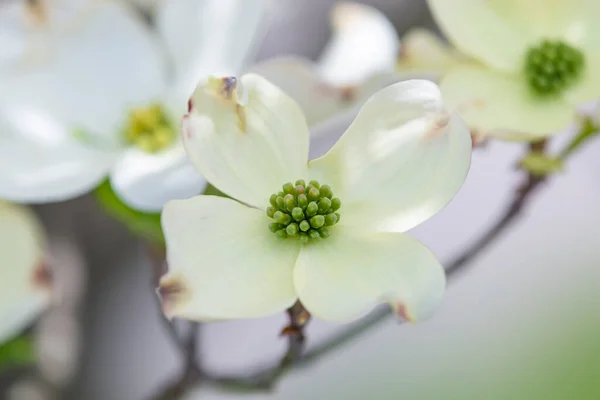 Горизонтальний Знімок Квітки Догвуда Невеликою Глибиною Різкості — стокове фото