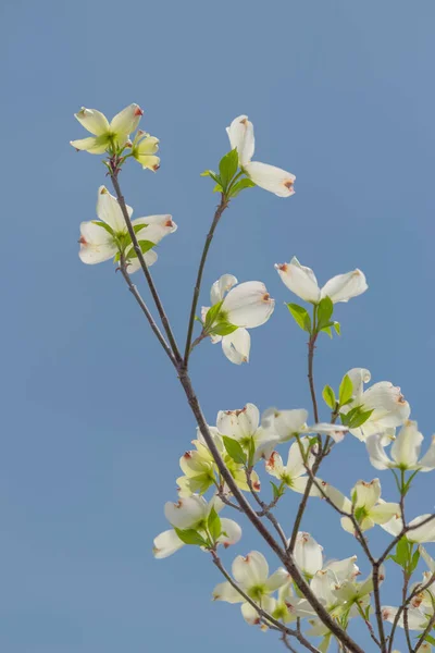 Вертикальний Знімок Квітки Догвуда Проти Ясного Блакитного Неба Спрингтайму — стокове фото