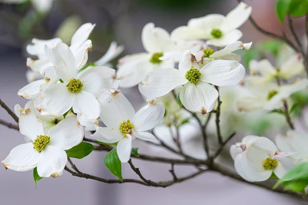 Horizontal Shot Dogwood Branch Spring Stock Picture