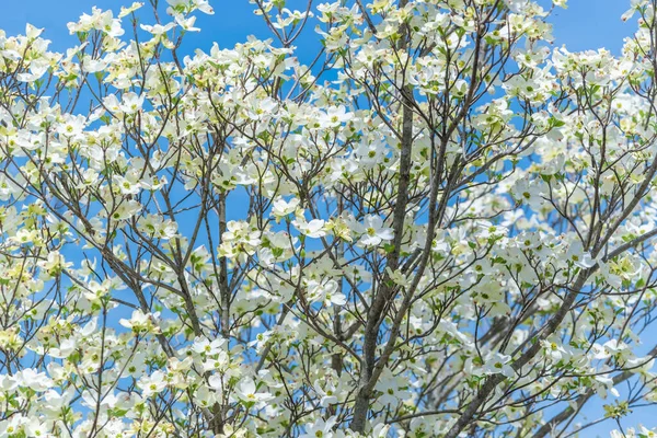 Горизонтальный Снимок Дерева Догвуд Покрытого Прекрасными Цветами Течение Недели Пасхи — стоковое фото