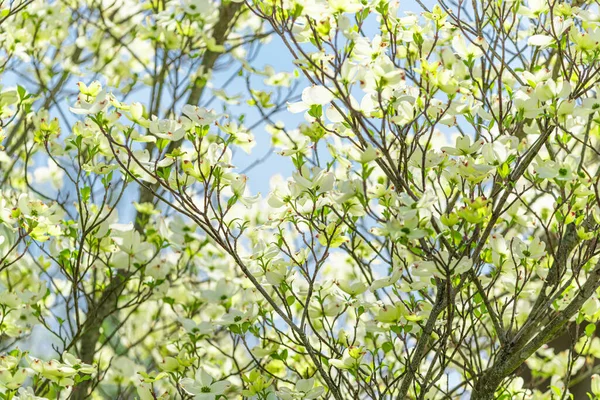 Horizontale Aufnahme Von Sanft Überlappenden Hartriegelblüten Vor Einem Klaren Blauen — Stockfoto