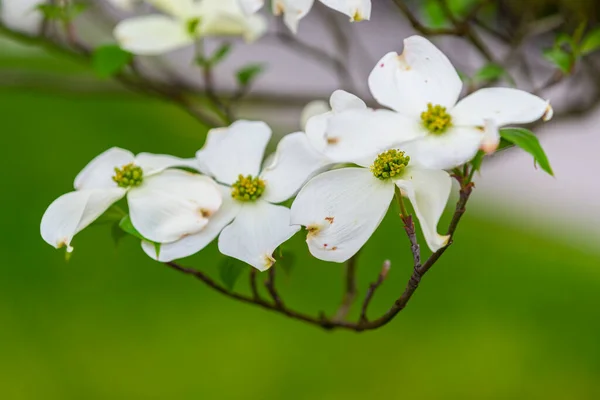 Horisontell Bild Dogwood Blommor Med Grunt Djup Fokus Stockbild