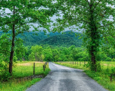 Cades Cove 'da bir Haziran sabahı yağmura rağmen turistlerle doluydu. Neyse ki ana çemberde kaldılar ve Sparks Lane 'de neredeyse tek başımaydım..