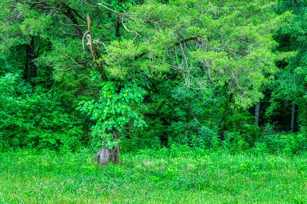 Tiro Horizontal Crescimento Desordenado Borda Uma Floresta — Fotografia de Stock
