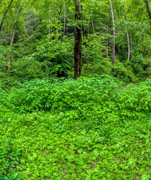 Vertikale Aufnahme Von Schwerem Unterholz Rauchigen Bergwald — Stockfoto