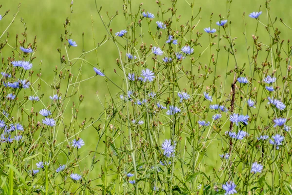Poziome Ujęcie Pięknych Przydrożnych Dzikich Kwiatów Autostradzie Tennessee — Zdjęcie stockowe