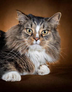 Güzel bir ev kedisinin dikey çekimi. Uzun saçlı, omuzlarından yukarı doğru uzanmış, sana bakıyor..