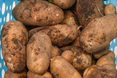 Aile bahçesinden yeni bir patates mahsulünün yatay görüntüsü..