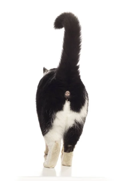 Black White Cat Walking Away Camera Showing Butt Hole Isolated — Stok fotoğraf