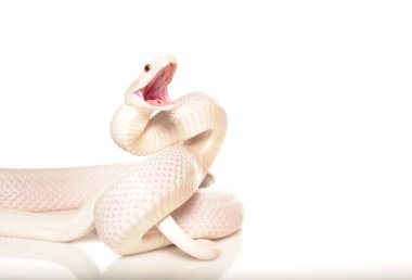 Beyaz Fare Yılanı saldırı ya da savunma pozisyonunda. Beyaz bir stüdyoda beyaz bir yılanın fotoğrafı.