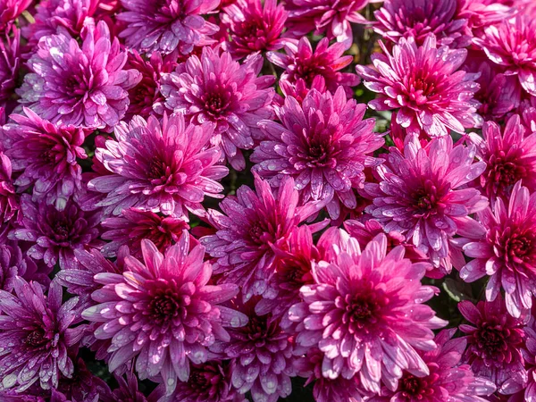Pink Chrysanthemum Flower Blooming Garden Autumn — Stock Photo, Image