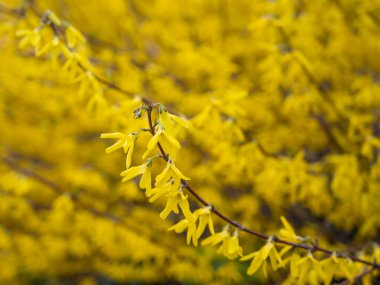 Baharda sarı çalı çiçekleri.