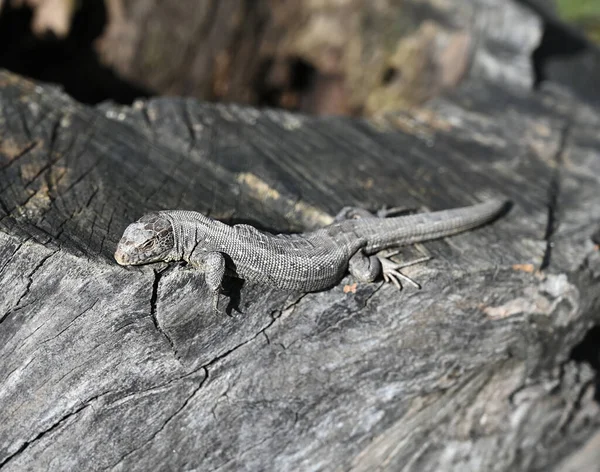 Lizard Basks Sun Log Spring — Stock Photo, Image