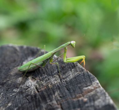 Açık havada yeşil peygamber devesine (Mantid dinine) yakın durun