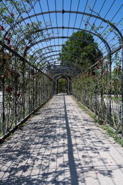 Yazın Viyana 'daki Schnbrunn Sarayı Bahçeleri' nde güzel bir tünel.