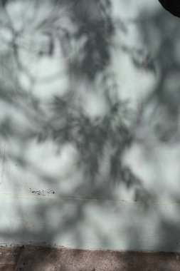 Teal Duvarında Yapraksı Gölgeler