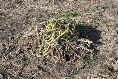 Yıpranmış Eski Duvar dokusu