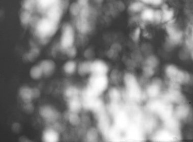 Bulanık siyah beyaz arka plan, yeşillikler arasındaki doğal dokuları vurgulayarak ışık ve gölgenin etkileşimini gösterir.