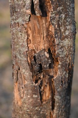 Hasarlı bir ağaç gövdesinde ağaç kabuğunun alındığı ve ortaya çıkarıldığı görülüyor. Yakın çekim dokuyu ve durumu vurgular