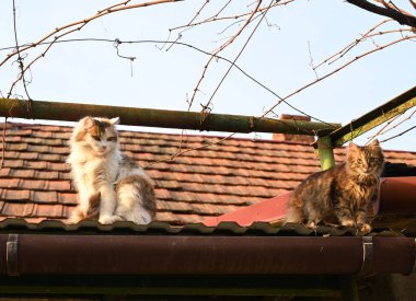 İki kedi, açık bir günde güneşin tadını çıkaran bir çatıda dinleniyor. Bir kedinin beyaz kürkü kabarık, diğerinin ise çizgili siyah kürkü var.