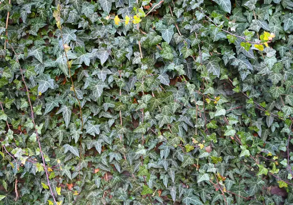 Tuğla bir duvara yapışmış yemyeşil sarmaşık, yaprak şekilleri ve gölgeleri zengin bir çeşitlilik sergiliyor.