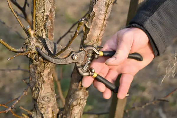Bahçıvan baharın başlarında genç bir meyve ağacının dallarını budamak için budama makası kullanır. Bu etkinlik sağlıklı ağaç gelişimini destekler ve verimli bir mevsim için hazırlanır..