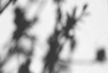 İnce dallar, arka planda karmaşık gölgeler yaratır. Sabahın erken saatlerinde ışık pencereden süzülerek, çıplak ağacın yapısını ve biçimlerini vurgular.