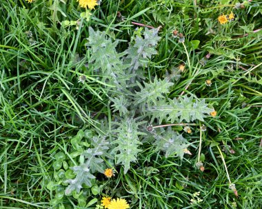 Canlı yeşil bitkiler toprağı dolduruyor, çeşitli doku ve renkler sergiliyor. Sarı çiçekler, zengin otların arasında çiçek açar.