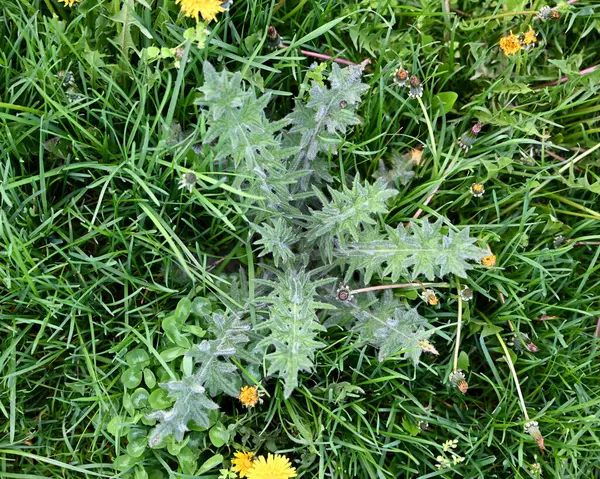 Canlı yeşil bitkiler toprağı dolduruyor, çeşitli doku ve renkler sergiliyor. Sarı çiçekler, zengin otların arasında çiçek açar.