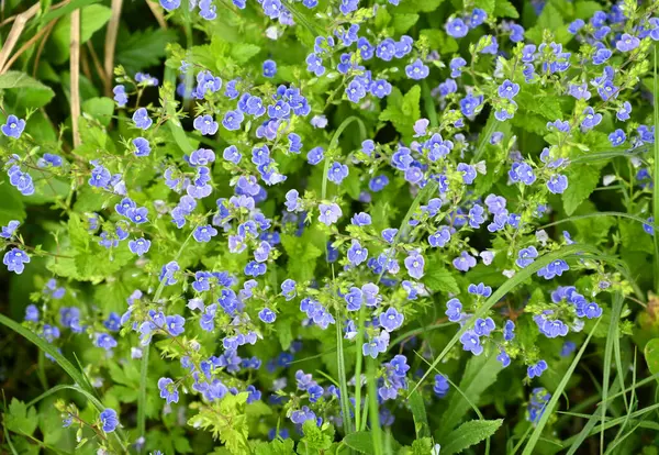 Güneşli bir bahar günü, canlı bir çayırda yemyeşil yeşilliklerle çevrili, küçük mavi kır çiçeklerinin canlı bir koleksiyonu güneşin altında gelişir.