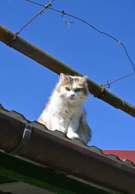Kabarık tüylü kedi bir çatının kenarında oturur ve merakla çevreyi seyreder.
