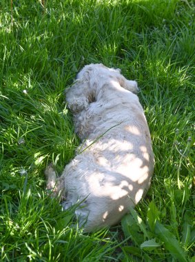 Köpek yemyeşil çimlerin üzerinde rahatça uzanıyor, güneşin tadını çıkarıyor. Huzurlu sahne, doğadaki canlı yapraklarla çevrili huzurlu bir anı yakalar.