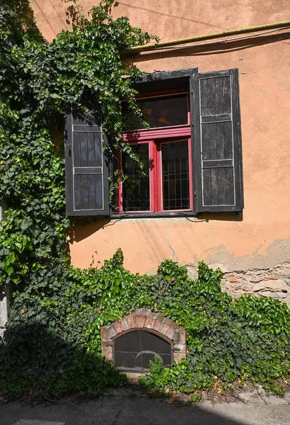 Siyah kepenklerle çerçevelenmiş kırmızı pencere eski bir binanın içini gösteriyor. Zengin yeşil sarmaşıklar duvarı kaplıyor.