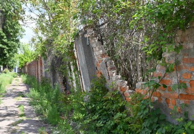 Eski, kısmen çökmüş tuğla bir duvar etrafını yabani otlar ve canlı yeşil yapraklarla kaplayan dar bir patikayla çevrili. Bu yol, doğanın barışçıl bir bölgedeki alanı geri kazanmasını vurguluyor.