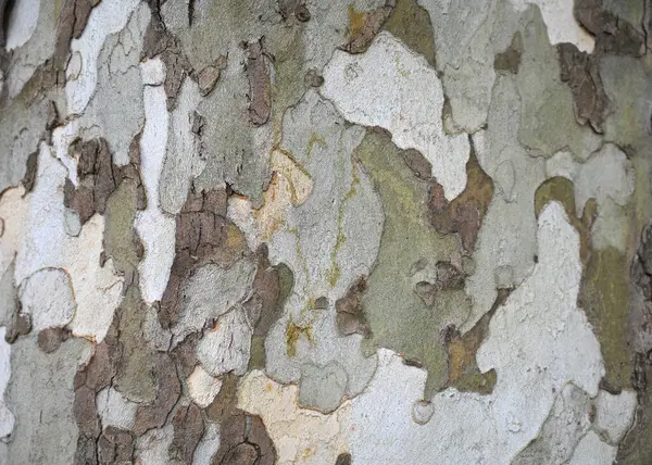 İlginç bir ağaç kabuğunun yakın plan görüntüsü bej, gri ve kahverengi renklerin karışımını gösteriyor. Bu canlı doku orman çevresinin doğal güzelliğini vurgular.