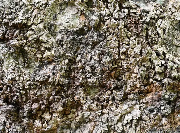 Bu yakın plan bir ormandaki ağaç kabuğunun eşsiz dokusunu ve rengini yakalar. Karmaşık desenler doğanın sanatsal özelliklerini gösteriyor, dünyevi tonların bir karışımını ortaya çıkarıyor.