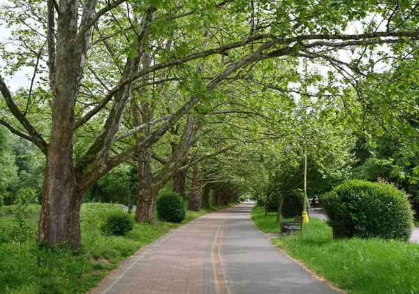 Canlı yeşil yapraklara sahip uzun ağaçlar, iyi korunmuş bir patika boyunca sakin bir atmosfer yaratır. Güneş ışığı dalların arasından süzülerek manzaranın güzelliğini arttırır.