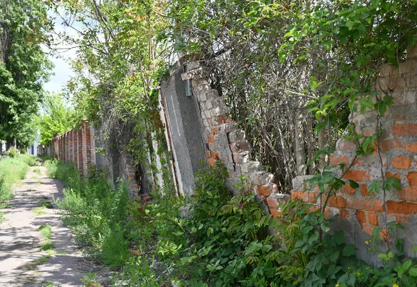 Eski, kısmen çökmüş tuğla bir duvar etrafını yabani otlar ve canlı yeşil yapraklarla kaplayan dar bir patikayla çevrili. Bu yol, doğanın barışçıl bir bölgedeki alanı geri kazanmasını vurguluyor.